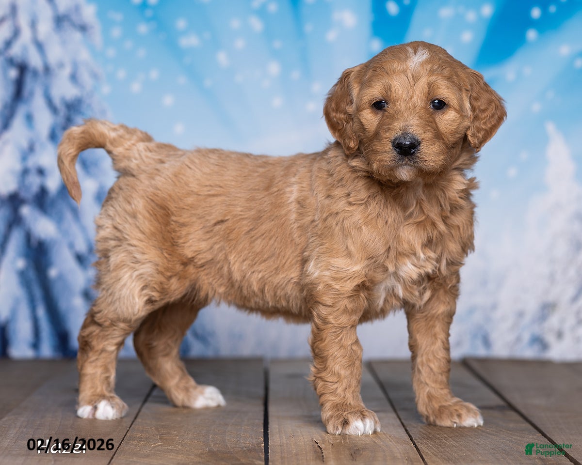 Goldendoodle dogs Hazel - Ad 2