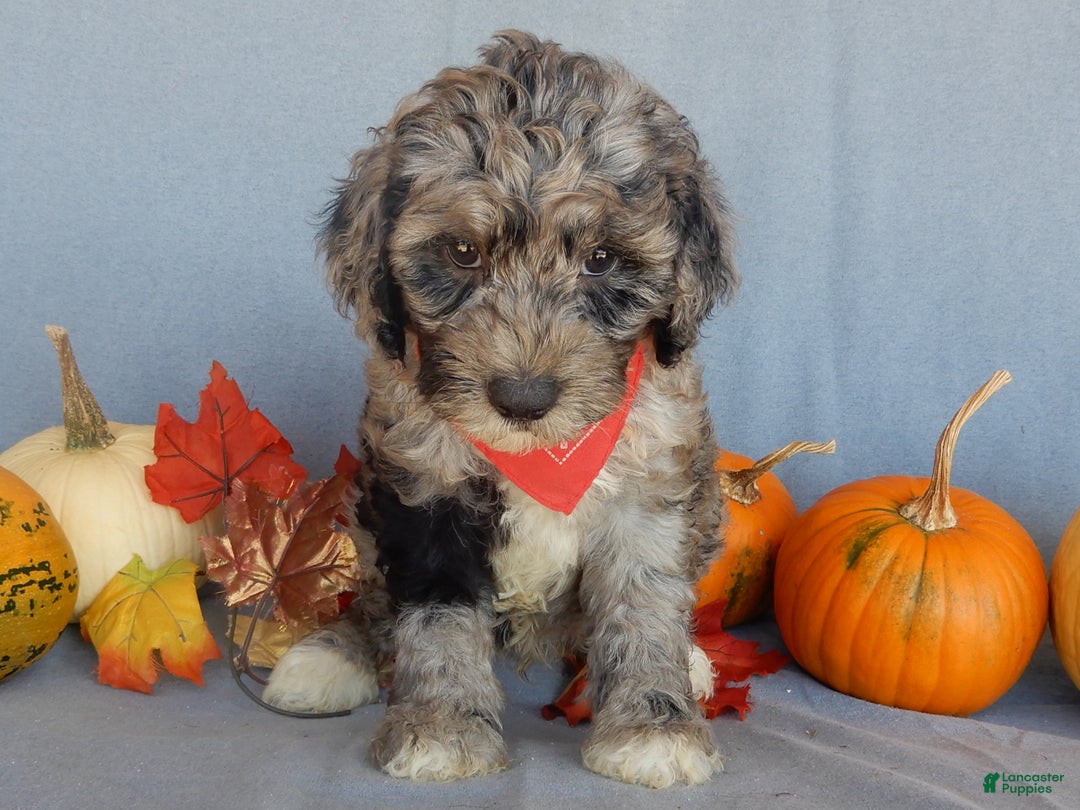 Sheepadoodle dogs for sale: Panda (medium) - Ad 47