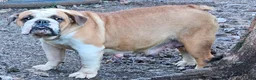 English Bulldog dogs for sale: English Bulldog 3 - Ad 4