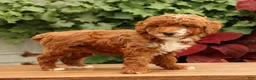 Miniature Poodle dogs for sale: Sawyer - Ad 4