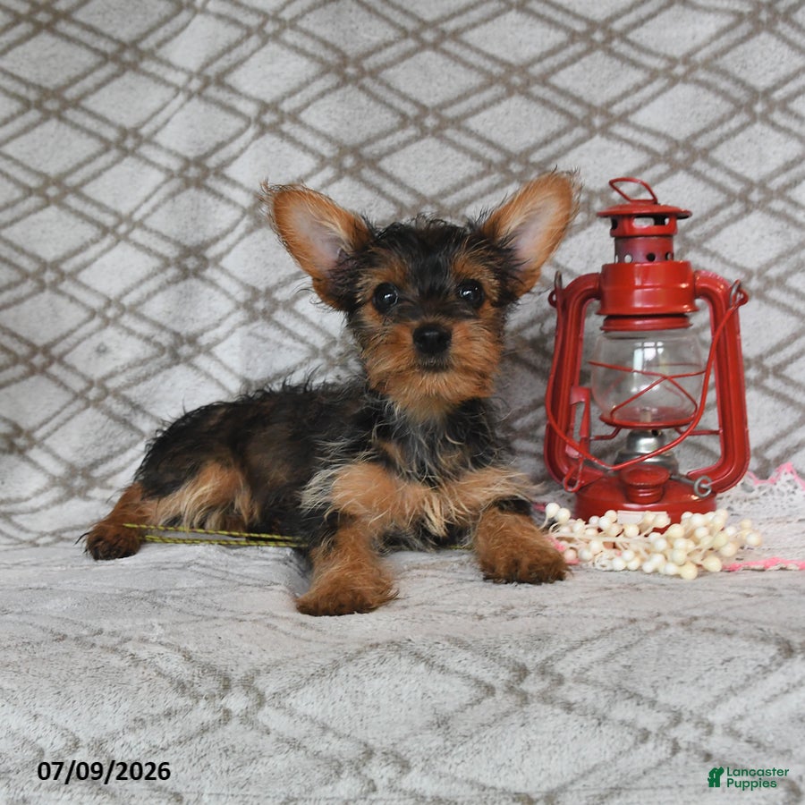 Yorkshire Terrier dogs Vekaya - Ad 2