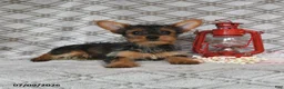 Yorkshire Terrier dogs for sale: Vekaya - Ad 2