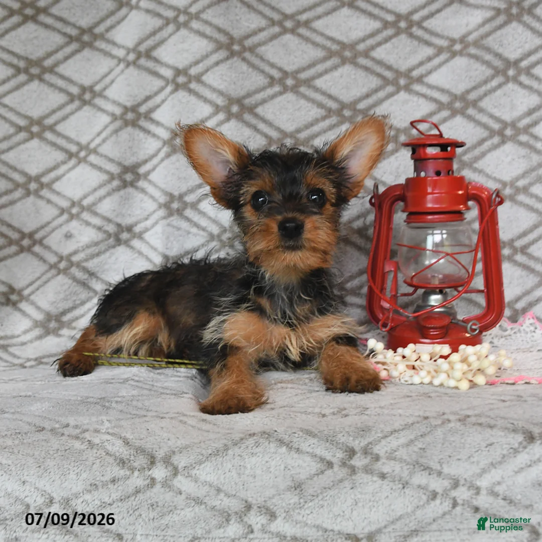 Yorkshire Terrier dogs for sale: Vekaya - Ad 2