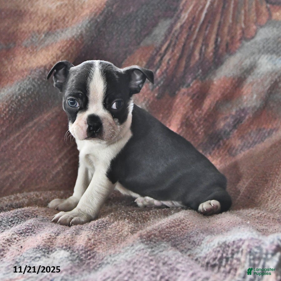 Boston Terrier dogs Jerry - Ad 9