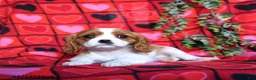 Cavalier King Charles Spaniel dogs for sale: Sugar - Ad 1