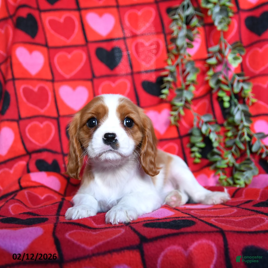 Cavalier King Charles Spaniel dogs for sale: Sugar - Ad 1
