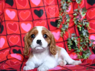 Cavalier King Charles Spaniel dogs Sugar - Ad 33