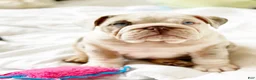 English Bulldog dogs for sale: Daisy - Ad 1