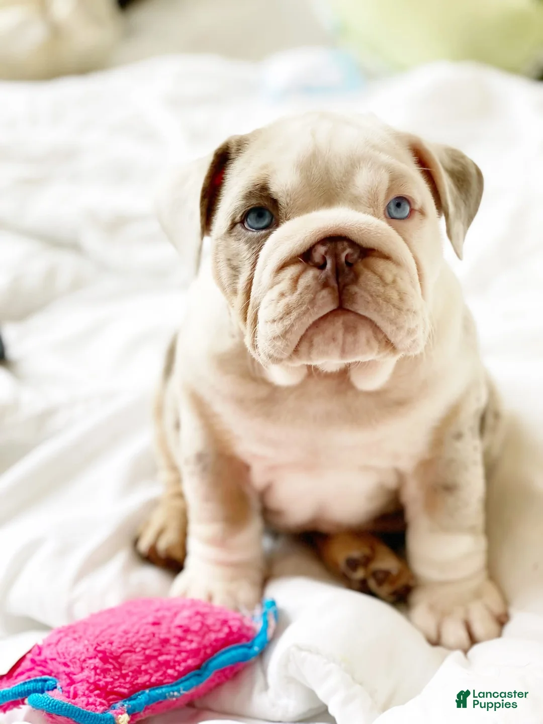 English Bulldog dogs for sale: Daisy - Ad 1