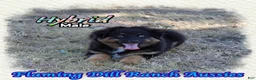 Miniature Australian Shepherd dogs for sale: Hybrid - Ad 4