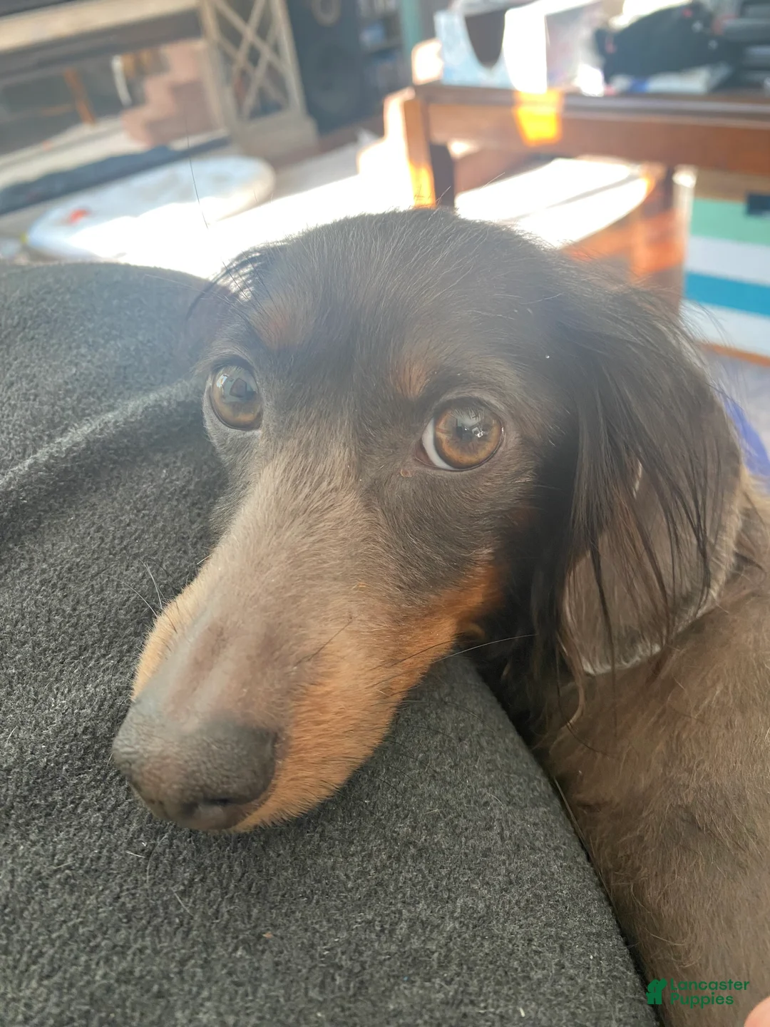 Miniature Dachshund dogs for sale: Ginger - Ad 8