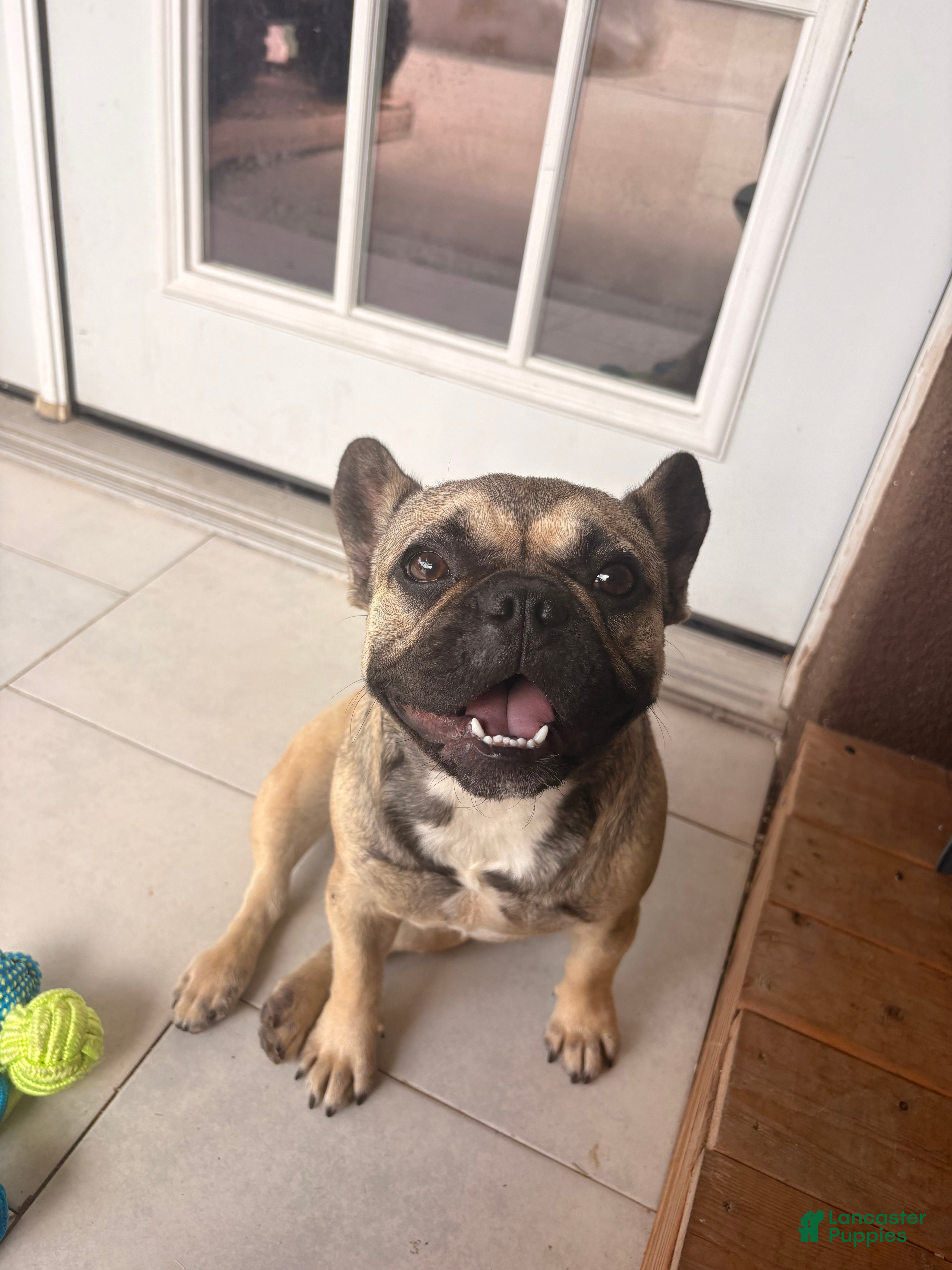 French Bulldog dogs Vanessa - Ad 41