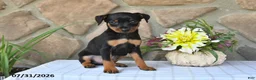 Miniature Pinscher dogs for sale: Tyrell - Ad 3