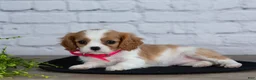 Cavalier King Charles Spaniel dogs for sale: Lana - Ad 5