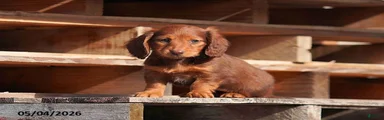 Darla
