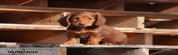 Miniature Dachshund dogs for sale: Darla - Ad 1