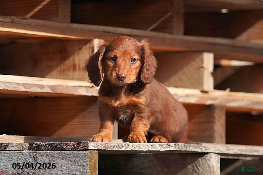 Miniature Dachshund dogs for sale: Darla - Ad 1