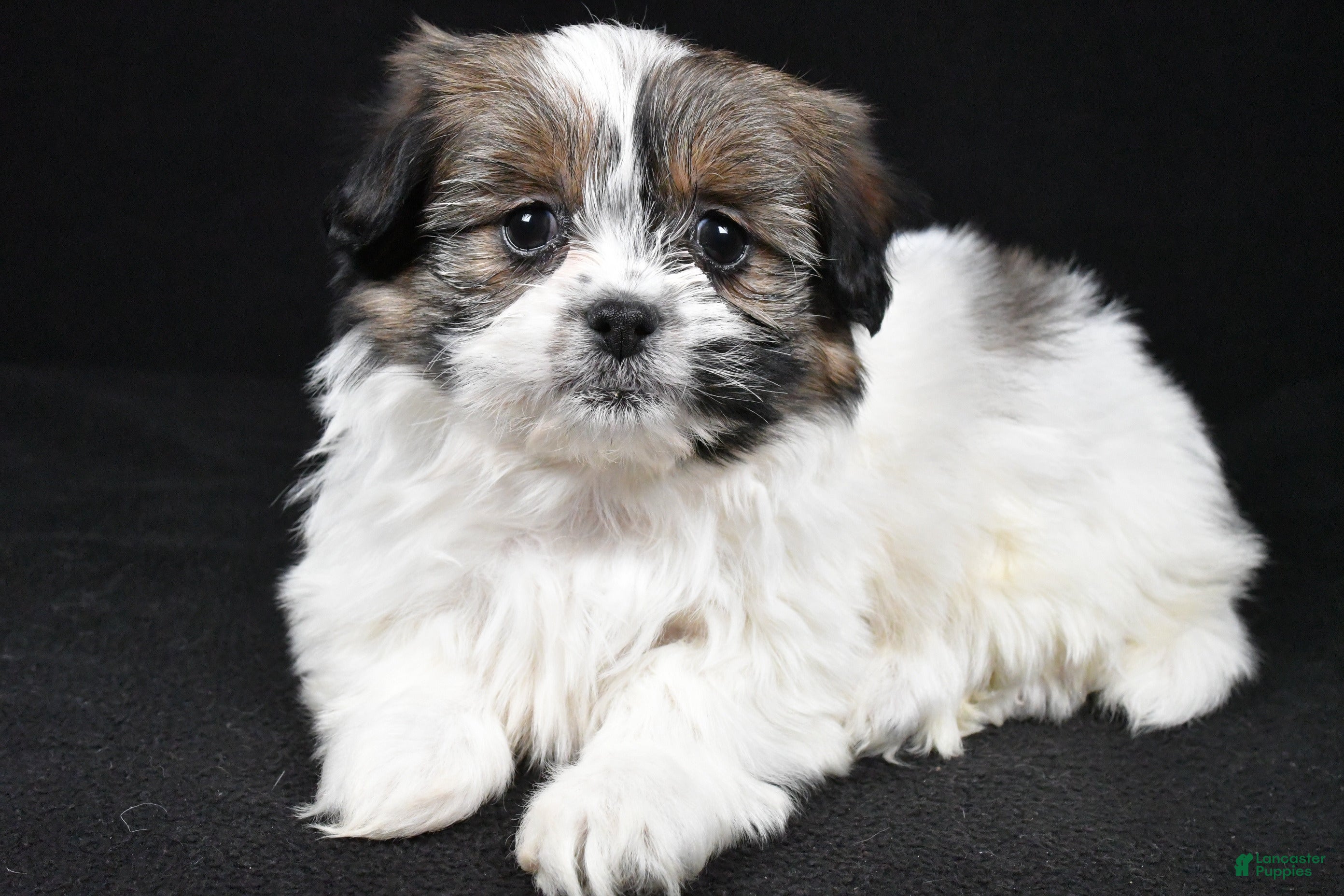 Mixed Breed dogs Angelo - Ad 27