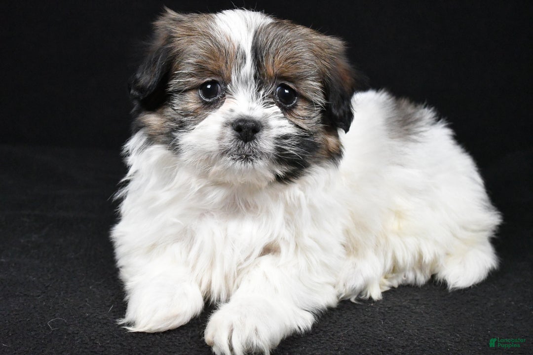 Mixed Breed dogs for sale: Angelo - Ad 2