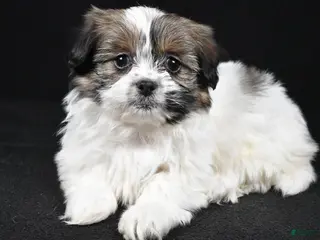 Mixed Breed dogs Angelo - Ad 27