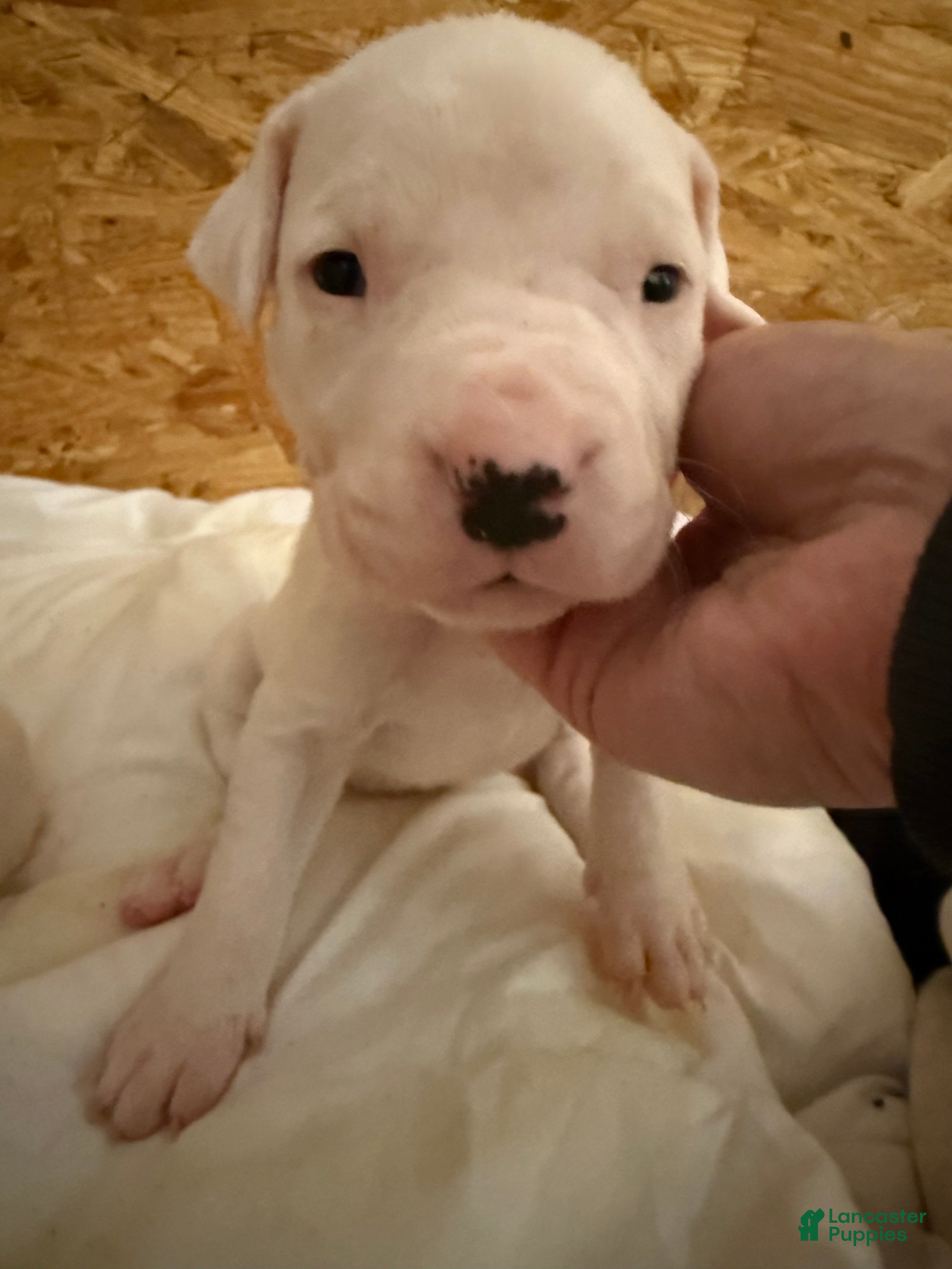Dogo Argentino dogs Neon pink collar female - Ad 9