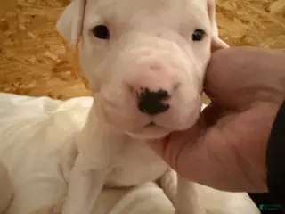 Dogo Argentino dogs Neon pink collar female - Ad 9