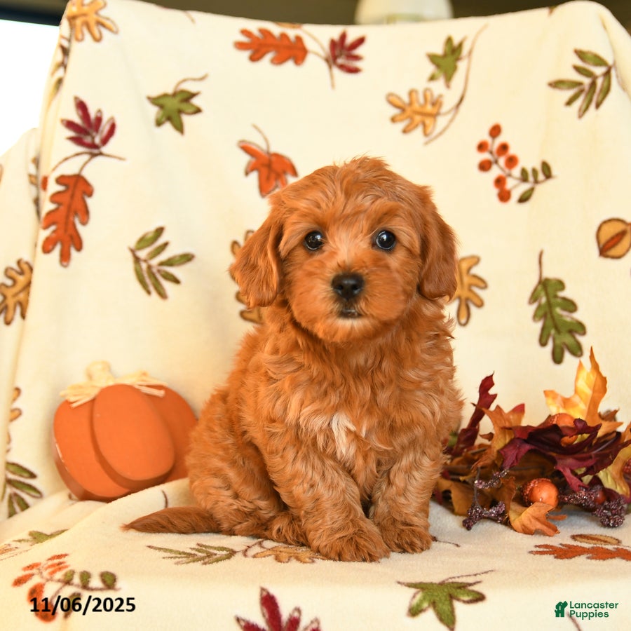 Havapoo dogs Heaven - Ad 21