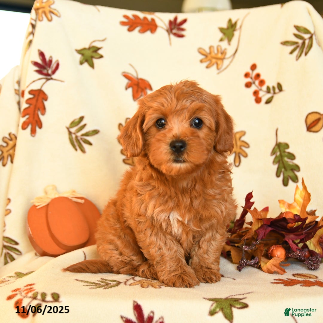 Havapoo dogs for sale: Heaven - Ad 1