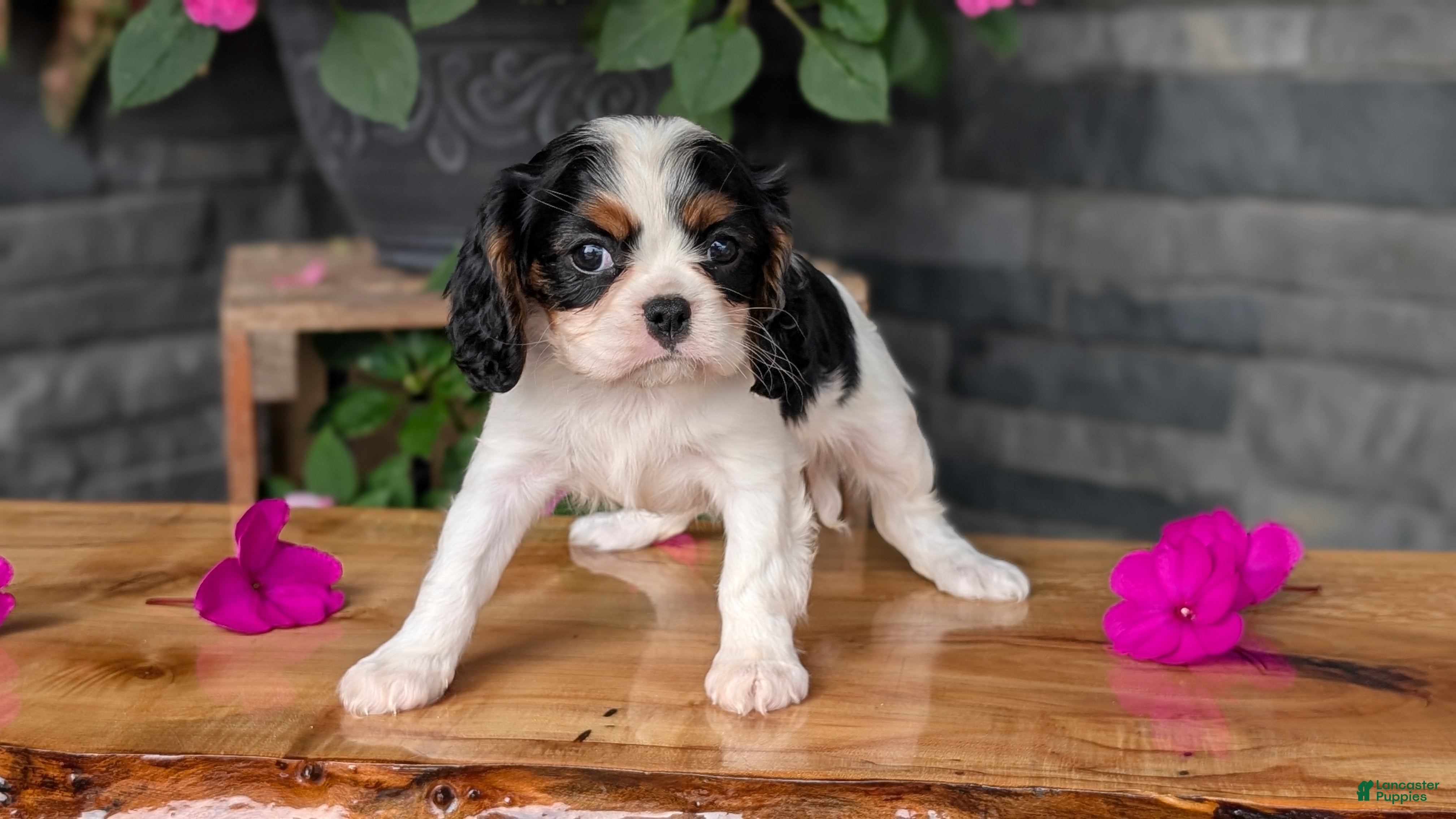 Cavalier King Charles Spaniel dogs Remi - Ad 2