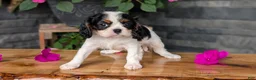 Cavalier King Charles Spaniel dogs for sale: Remi - Ad 2