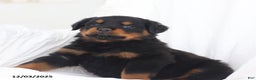 Rottweiler dogs for sale: Bruiser - Ad 4