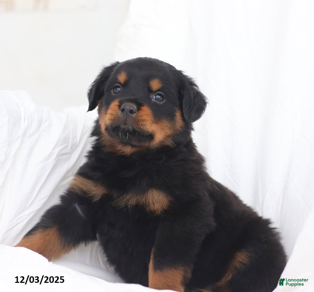 Rottweiler dogs for sale: Bruiser - Ad 4
