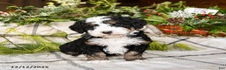 Mini Bernedoodle dogs for sale: Maggie - Ad 4