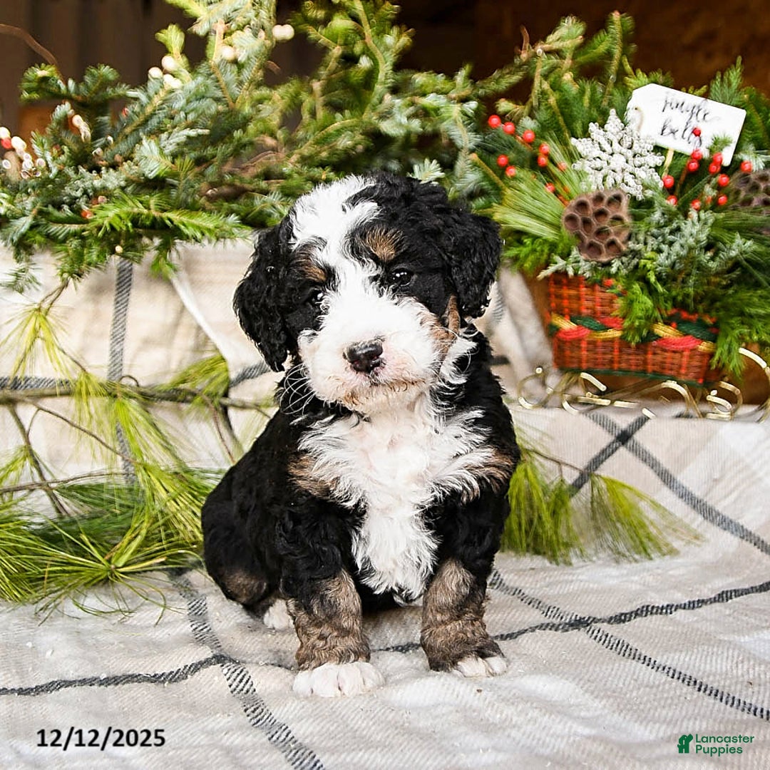 Mini Bernedoodle dogs for sale: Maggie - Ad 4