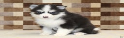 Pomsky dogs for sale: Boots - Ad 1