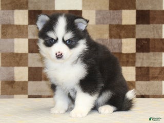 Pomsky dogs Boots - Ad 7