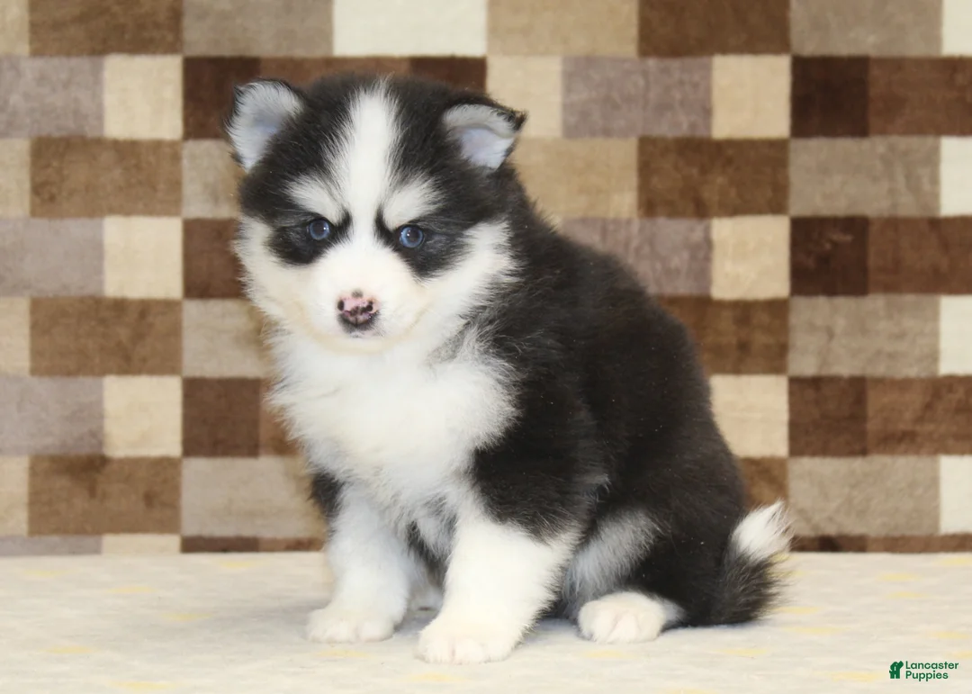 Pomsky dogs for sale: Bandit - Ad 11