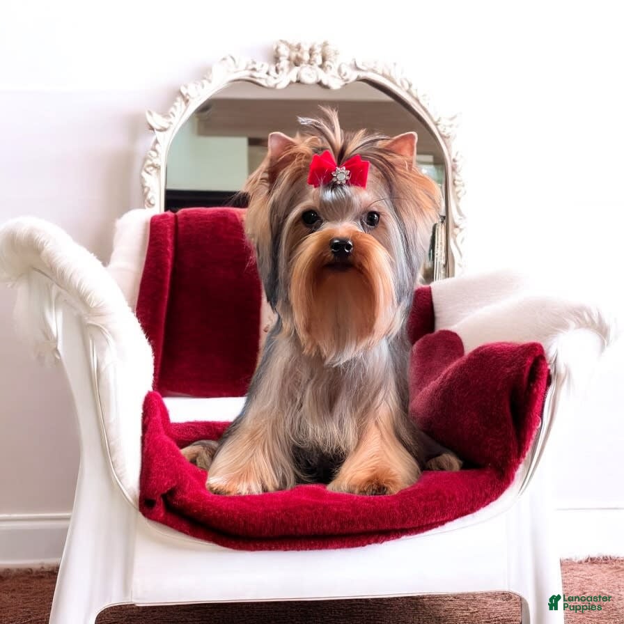 Yorkshire Terrier dogs Ch. Tiny Eclipse X Luke - Ad 5