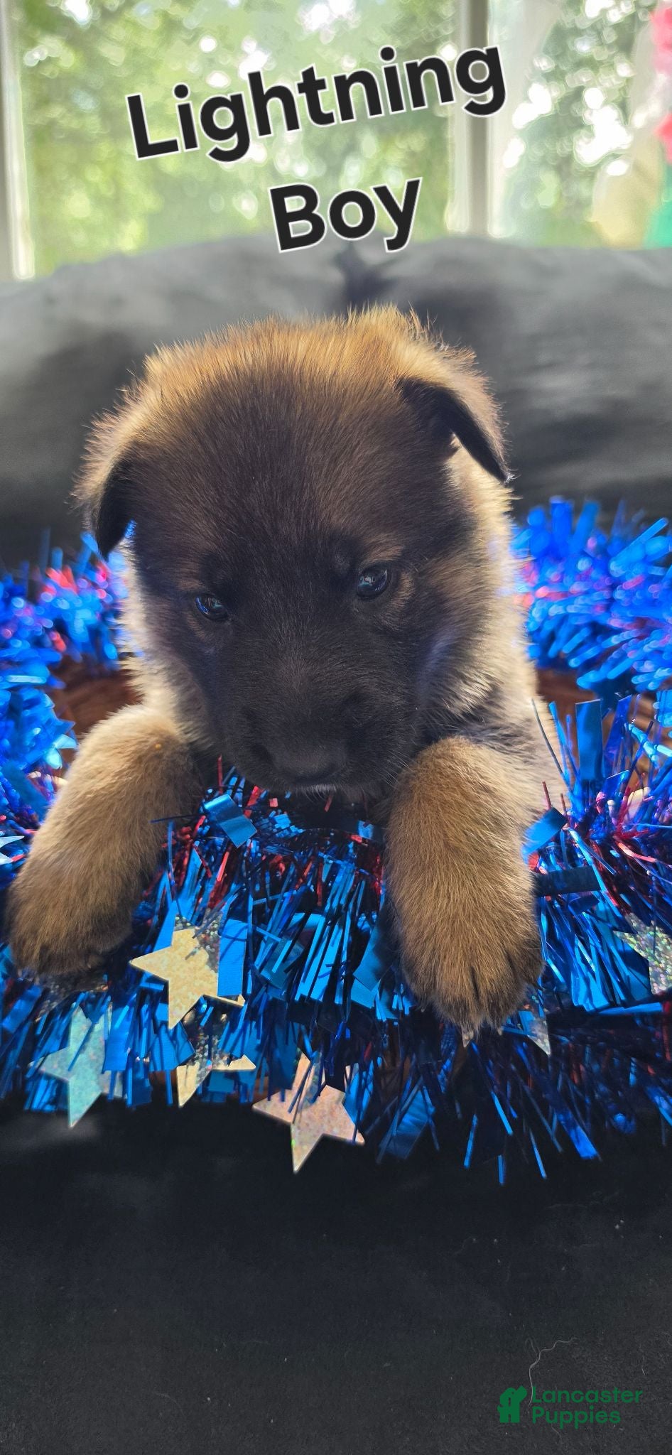 German Shepherd dogs Lightning  - Ad 33