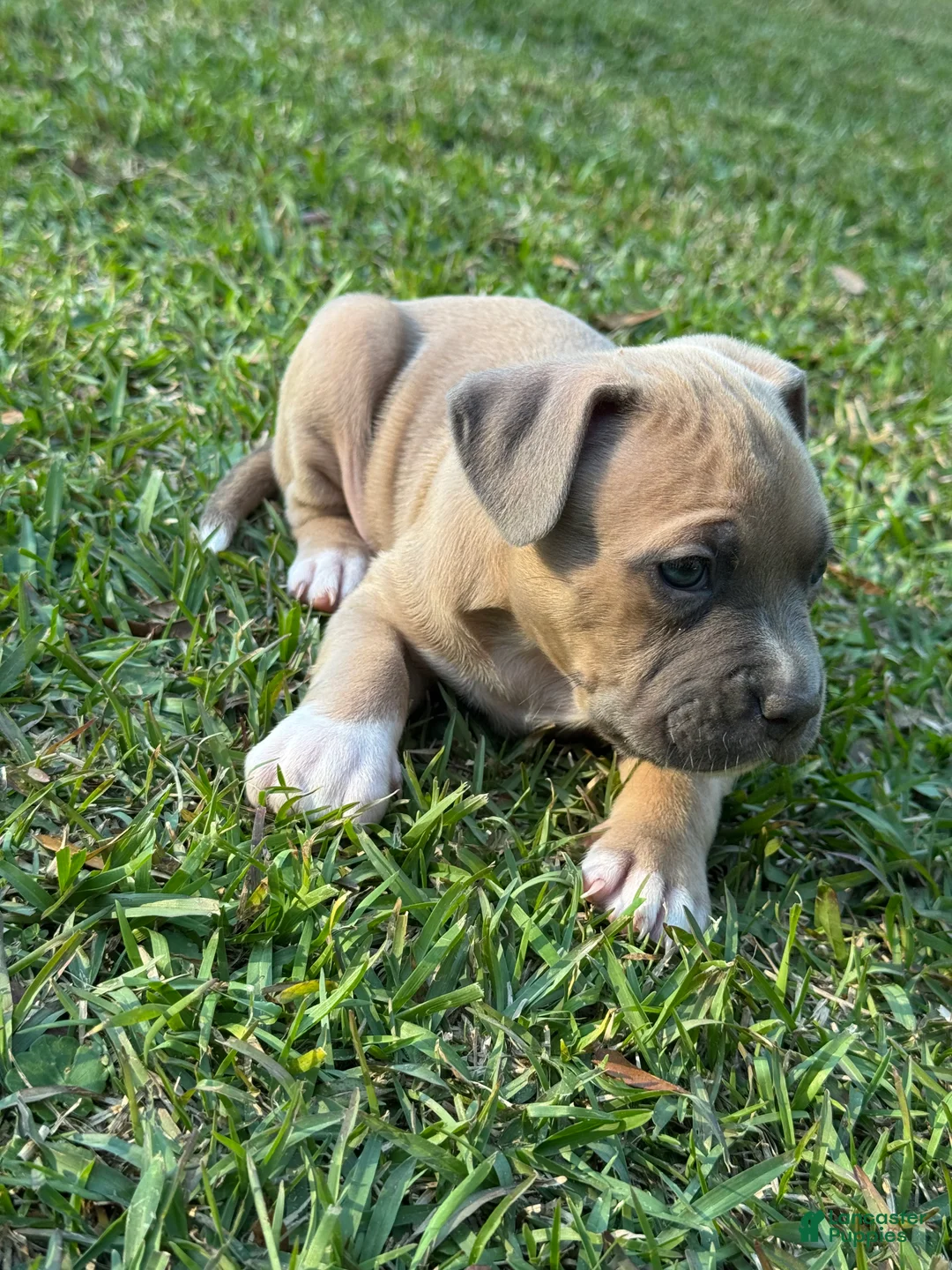 American Pit Bull Terrier dogs for sale: Donald - Ad 2