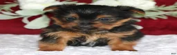 Yorkshire Terrier dogs for sale: Dallas - Ad 6