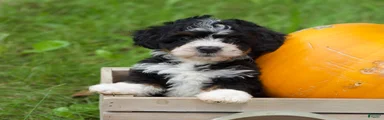 Sawyer 