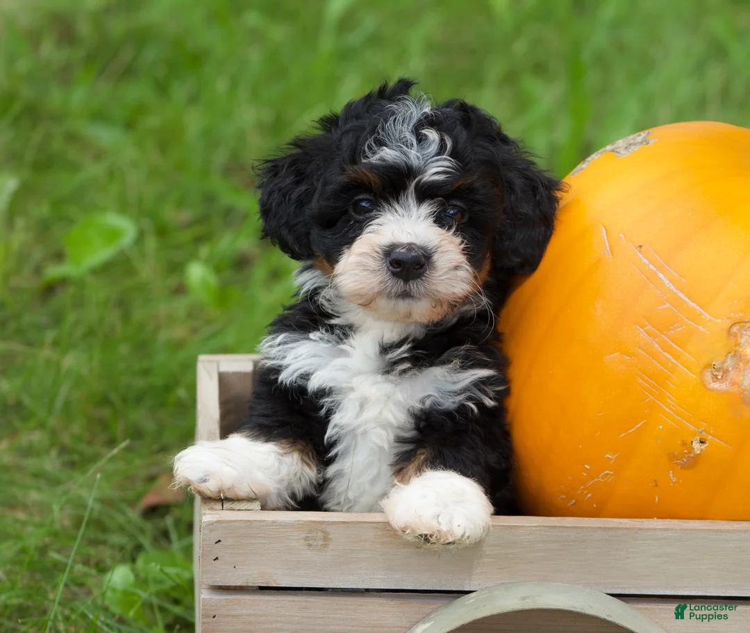 Mini Bernedoodle dogs for sale: Sawyer  - Ad 1