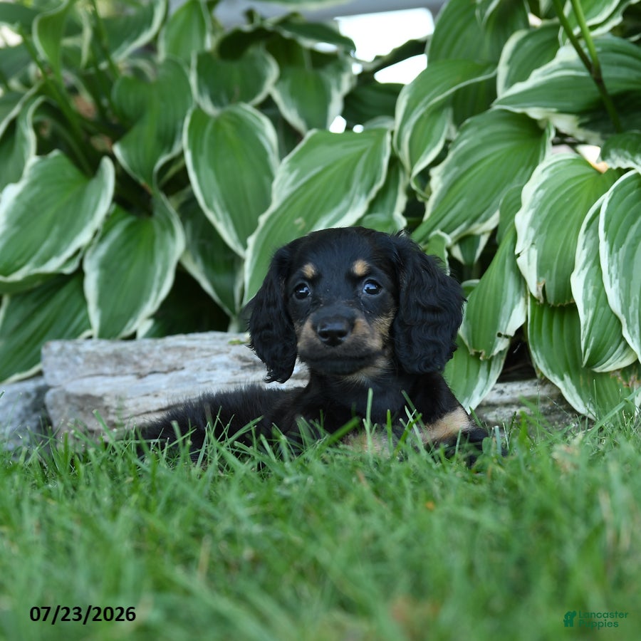 Miniature Dachshund dogs Winter - Ad 2