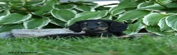 Miniature Dachshund dogs for sale: Winter - Ad 2