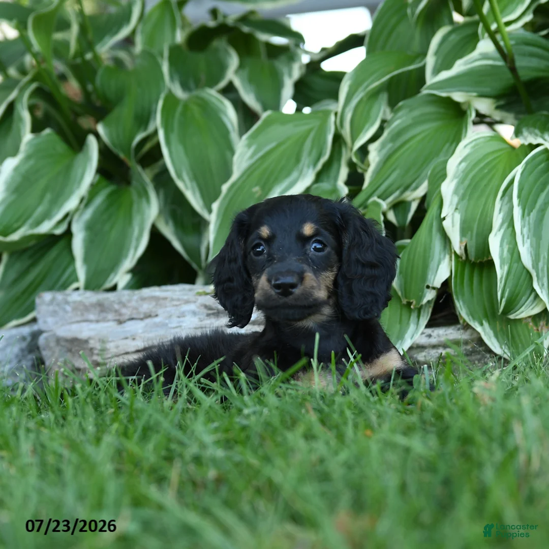 Miniature Dachshund dogs for sale: Winter - Ad 2