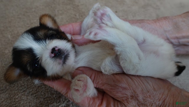 Yorkshire Terrier dogs Tiny teeny Winter 13 ounces - Ad 16