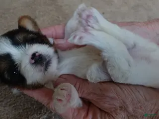 Yorkshire Terrier dogs Tiny teeny Winter 13 ounces - Ad 16