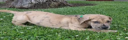 Great Dane dogs for sale: Schofield - Ad 4