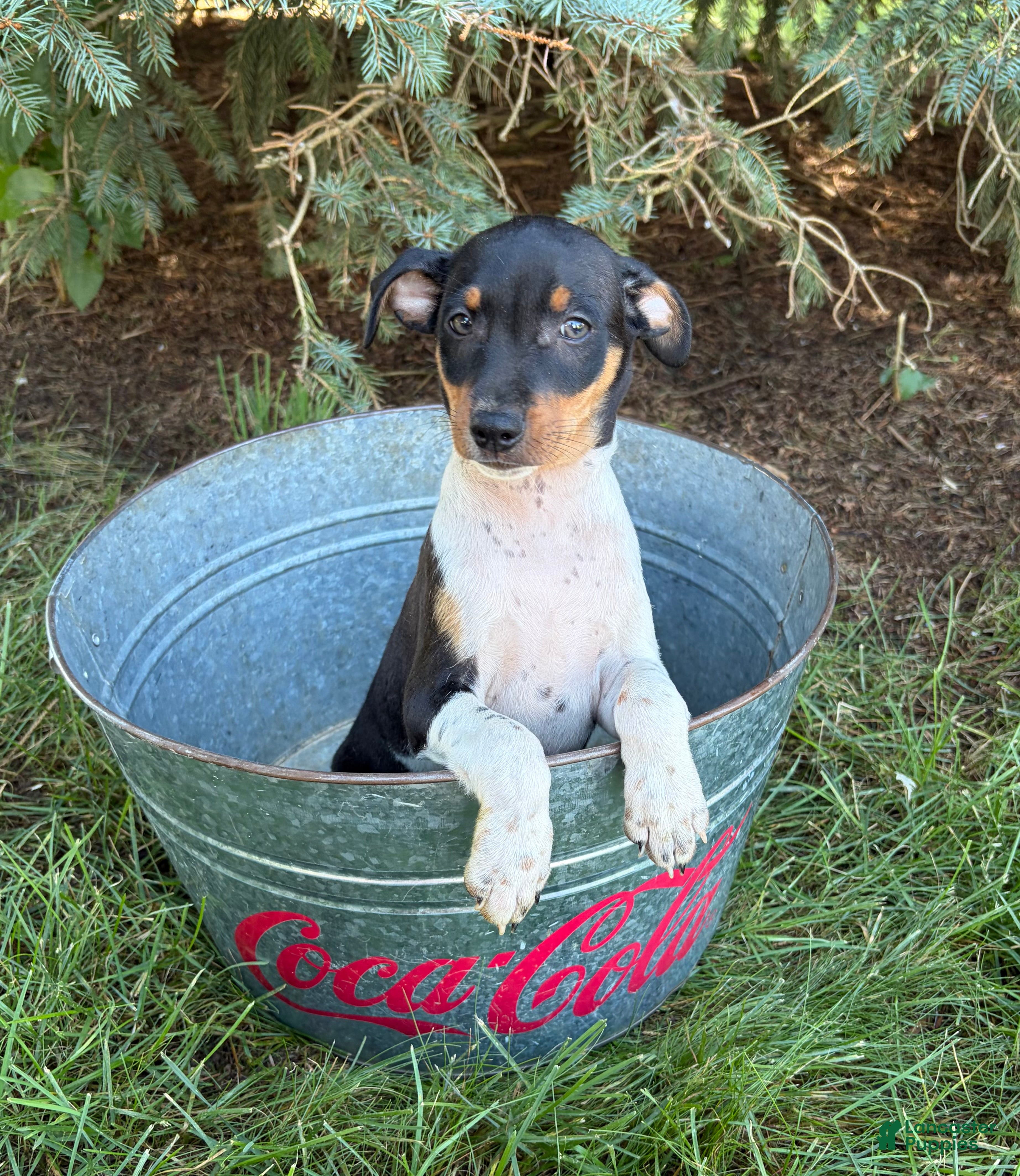 Rat Terrier dogs Rocco - Ad 2